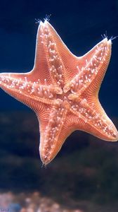 Preview wallpaper starfish, underwater, swimming, sea