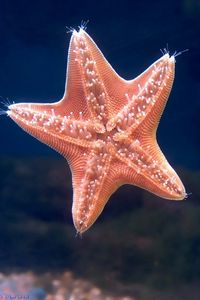 Preview wallpaper starfish, underwater, swimming, sea