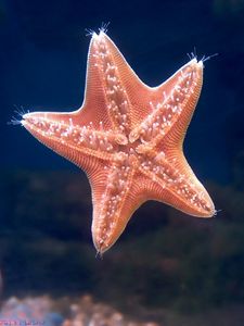 Preview wallpaper starfish, underwater, swimming, sea