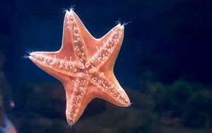 Preview wallpaper starfish, underwater, swimming, sea
