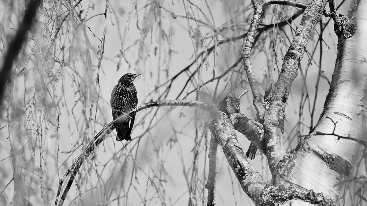 Wallpaper starling, bird, branch, black and white