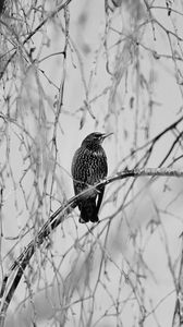 Preview wallpaper starling, bird, branch, black and white