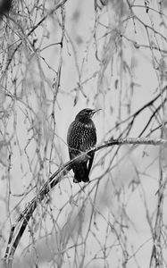 Preview wallpaper starling, bird, branch, black and white