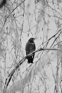 Preview wallpaper starling, bird, branch, black and white