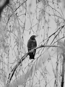 Preview wallpaper starling, bird, branch, black and white