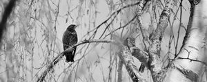 Preview wallpaper starling, bird, branch, black and white