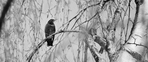 Preview wallpaper starling, bird, branch, black and white