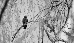 Preview wallpaper starling, bird, branch, black and white