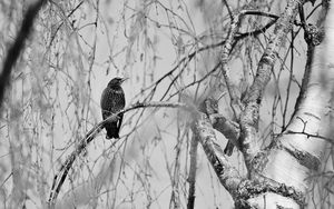 Preview wallpaper starling, bird, branch, black and white