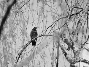 Preview wallpaper starling, bird, branch, black and white