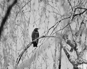 Preview wallpaper starling, bird, branch, black and white