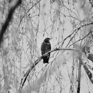 Preview wallpaper starling, bird, branch, black and white