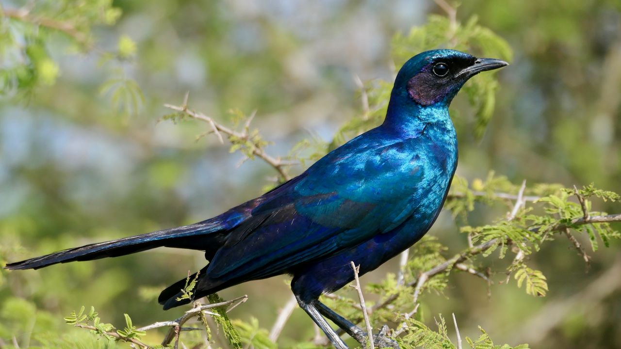 Wallpaper starling, bird, branches, blue, green