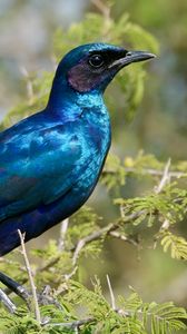 Preview wallpaper starling, bird, branches, blue, green