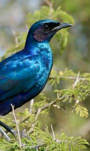 Preview wallpaper starling, bird, branches, blue, green
