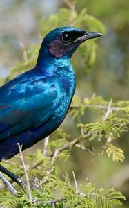 Preview wallpaper starling, bird, branches, blue, green