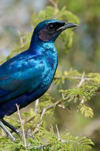 Preview wallpaper starling, bird, branches, blue, green