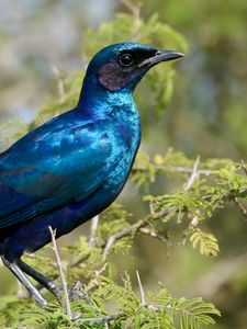 Preview wallpaper starling, bird, branches, blue, green