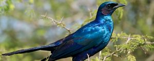 Preview wallpaper starling, bird, branches, blue, green