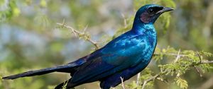 Preview wallpaper starling, bird, branches, blue, green