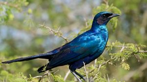 Preview wallpaper starling, bird, branches, blue, green