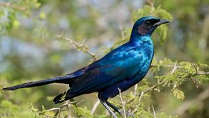Preview wallpaper starling, bird, branches, blue, green