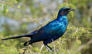 Preview wallpaper starling, bird, branches, blue, green