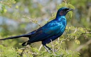 Preview wallpaper starling, bird, branches, blue, green