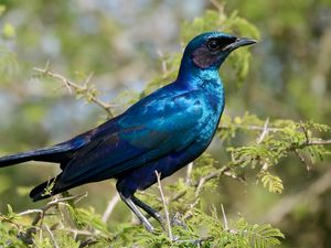 Preview wallpaper starling, bird, branches, blue, green