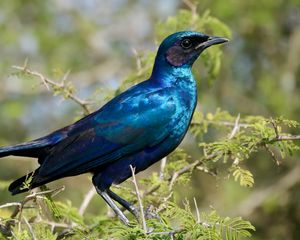 Preview wallpaper starling, bird, branches, blue, green