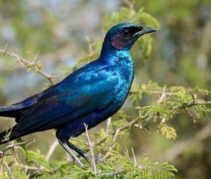 Preview wallpaper starling, bird, branches, blue, green