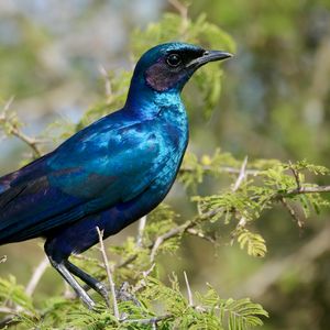 Preview wallpaper starling, bird, branches, blue, green