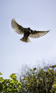 Preview wallpaper starling, bird, fly, sky