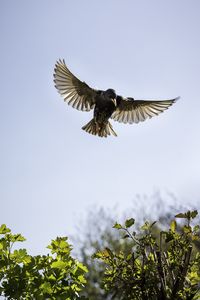 Preview wallpaper starling, bird, fly, sky