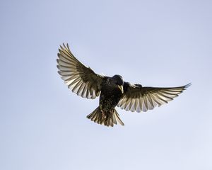 Preview wallpaper starling, bird, fly, sky