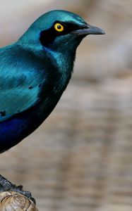 Preview wallpaper starling, bird, wildlife, blue