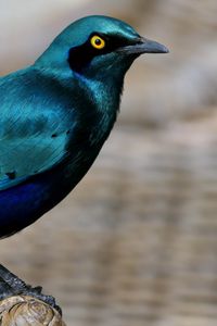 Preview wallpaper starling, bird, wildlife, blue