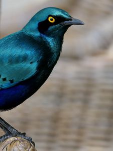 Preview wallpaper starling, bird, wildlife, blue