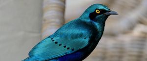 Preview wallpaper starling, bird, wildlife, blue