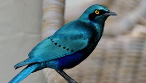 Preview wallpaper starling, bird, wildlife, blue