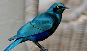 Preview wallpaper starling, bird, wildlife, blue