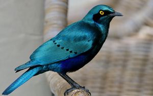 Preview wallpaper starling, bird, wildlife, blue