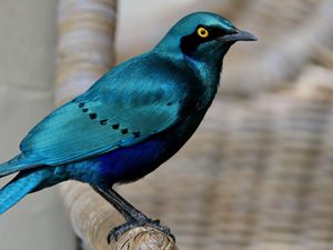 Preview wallpaper starling, bird, wildlife, blue