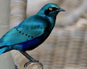 Preview wallpaper starling, bird, wildlife, blue
