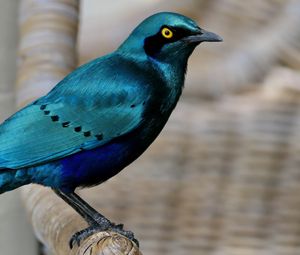 Preview wallpaper starling, bird, wildlife, blue