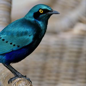 Preview wallpaper starling, bird, wildlife, blue