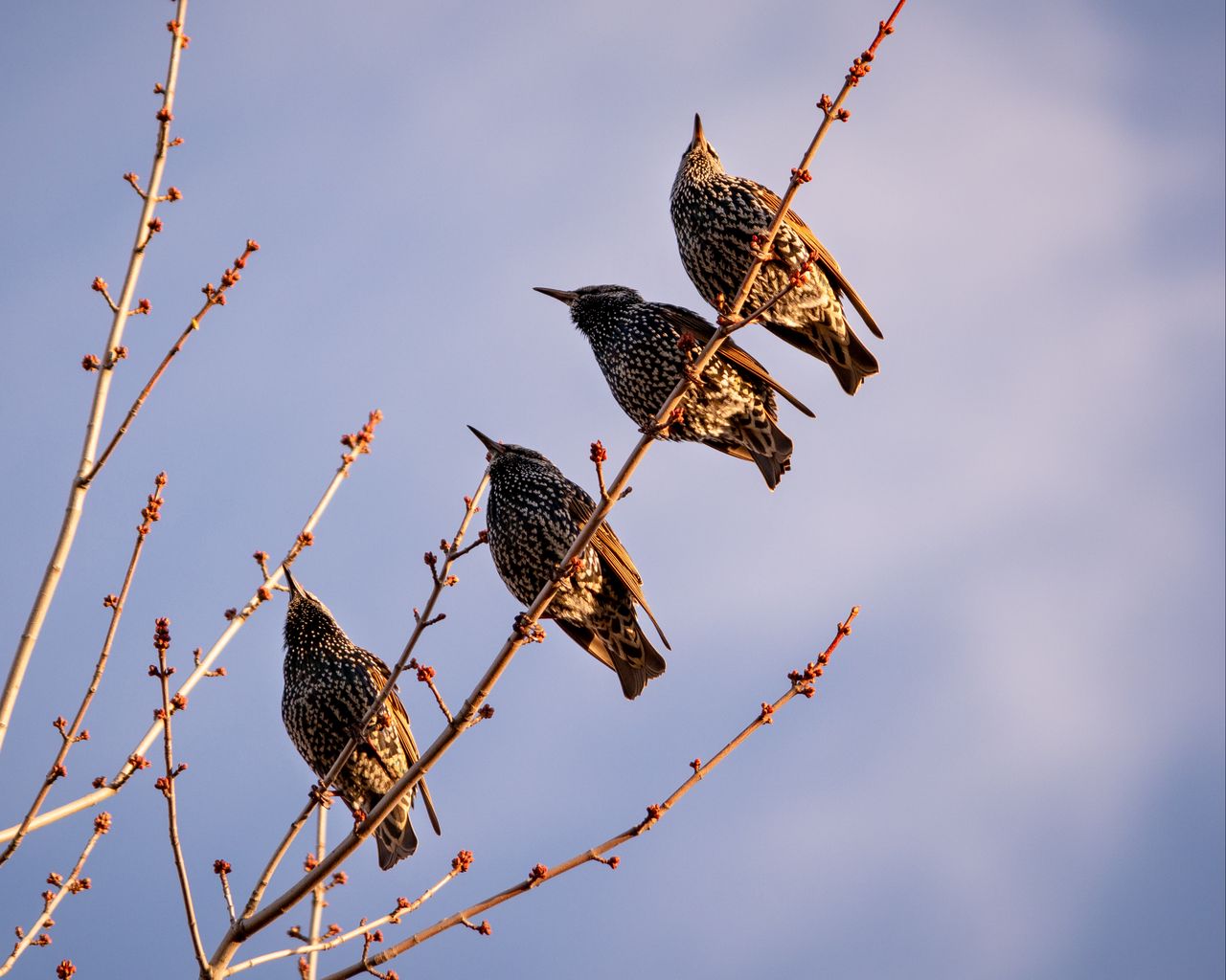 Download wallpaper 1280x1024 starlings, birds, branch, sky standard 5:4
