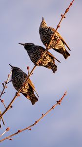 Preview wallpaper starlings, birds, branch, sky