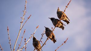 Preview wallpaper starlings, birds, branch, sky