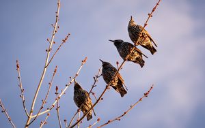 Preview wallpaper starlings, birds, branch, sky
